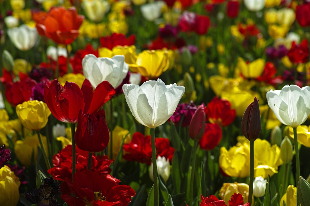 Close-up of various tulip varieties showing their diverse colors and forms