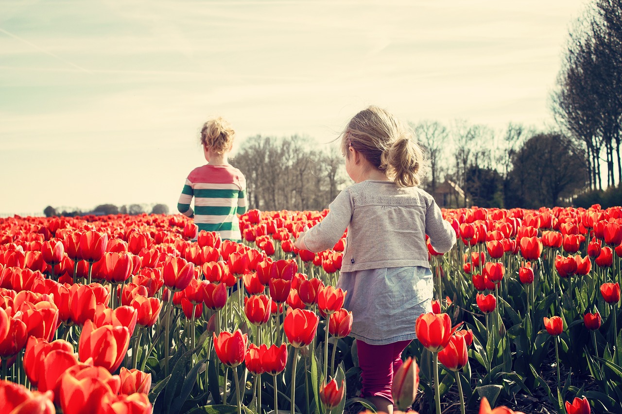 Open view of the terraced tulip garden 
